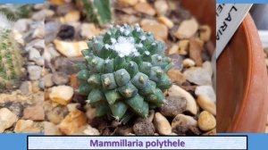 Mammillaria polythele