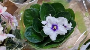 Обзор цветочной выставки ДК Жд. Новинки в цветочной коллекции