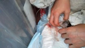 Роды Шотландской Кошки! ПУПОВИНА и ПОСЛЕД!