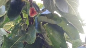 Фиговое дерево и его вкусный плод