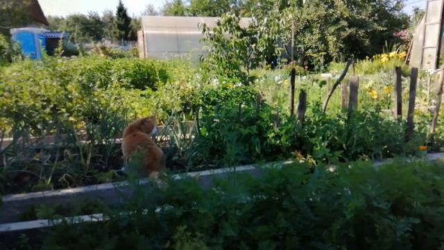 Эти цветы радуют нас летом. смотреть онлайн