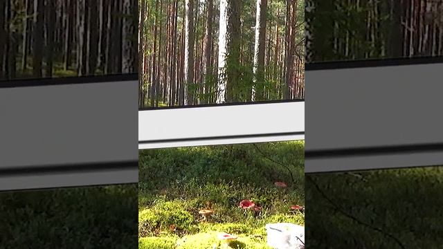 Грибные места Селигера.