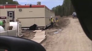 Напугали в костюме медведя