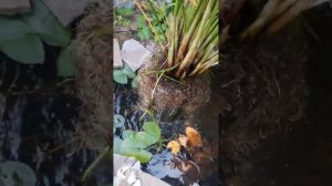 Циперус. Обзор, пересадка цветка .