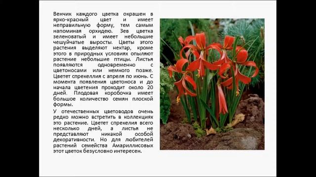 спрекелия смотреть онлайн