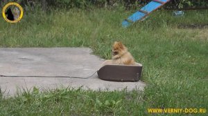 Дрессировка шпица Ричи.