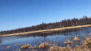 Весенняя охота на уток в Якутии 2022 год.