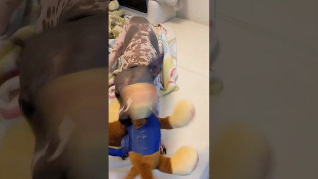 Cooper chilling with Chase - Cute dog | American Hairless Terrier смотреть онлайн