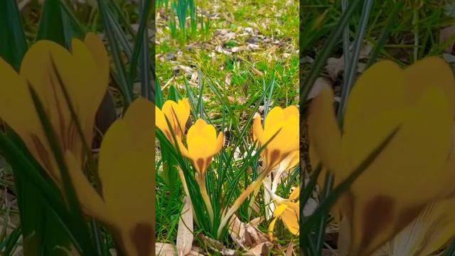 #nature #funny #природа #spring #relax #joke смотреть онлайн