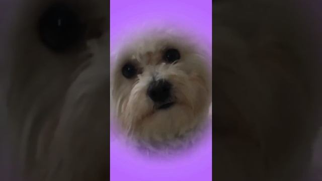 Cutest maltipoo puppy with Instagram filter!!!