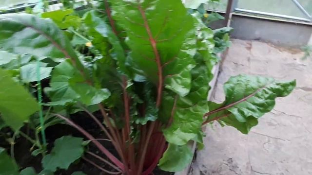 Мангольд. Хорошо в деревне летом. Соседский огород. Мангольд) смотреть онлайн