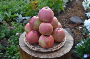 Июльское Черненко - сорт яблони