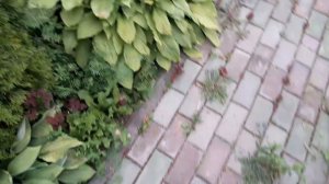 Зелёная хоста разных видов и сортов от 07.07.2023