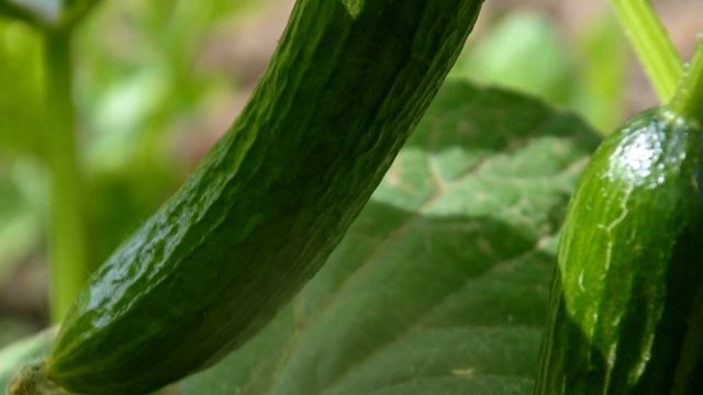 Небывалый урожай огурцов! Всего то поливаю огурцы этим смотреть онлайн