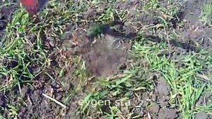 СИДЕРАТЫ и ЛУК после КАРТОФЕЛЯ