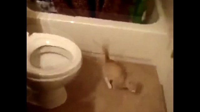 Кошачьи фейлы
