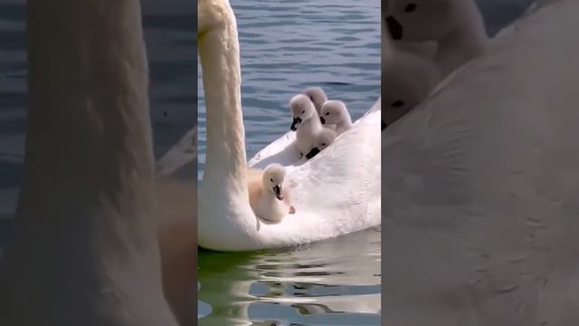 Красота природы. Любовь лна такая. Лебединое Озеро. Музыка для души