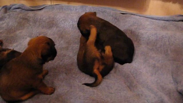 Щенки гриффона играют