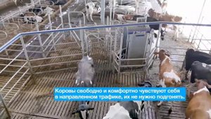 Реконструкция б/у коровника #строимферму #экоферма #молокозавод #молочнаяферма #фермаснуля #крс