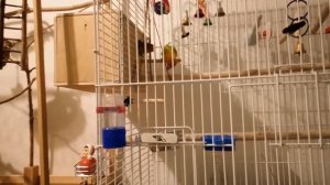 Определение пола неразлучника с помощью гнезда