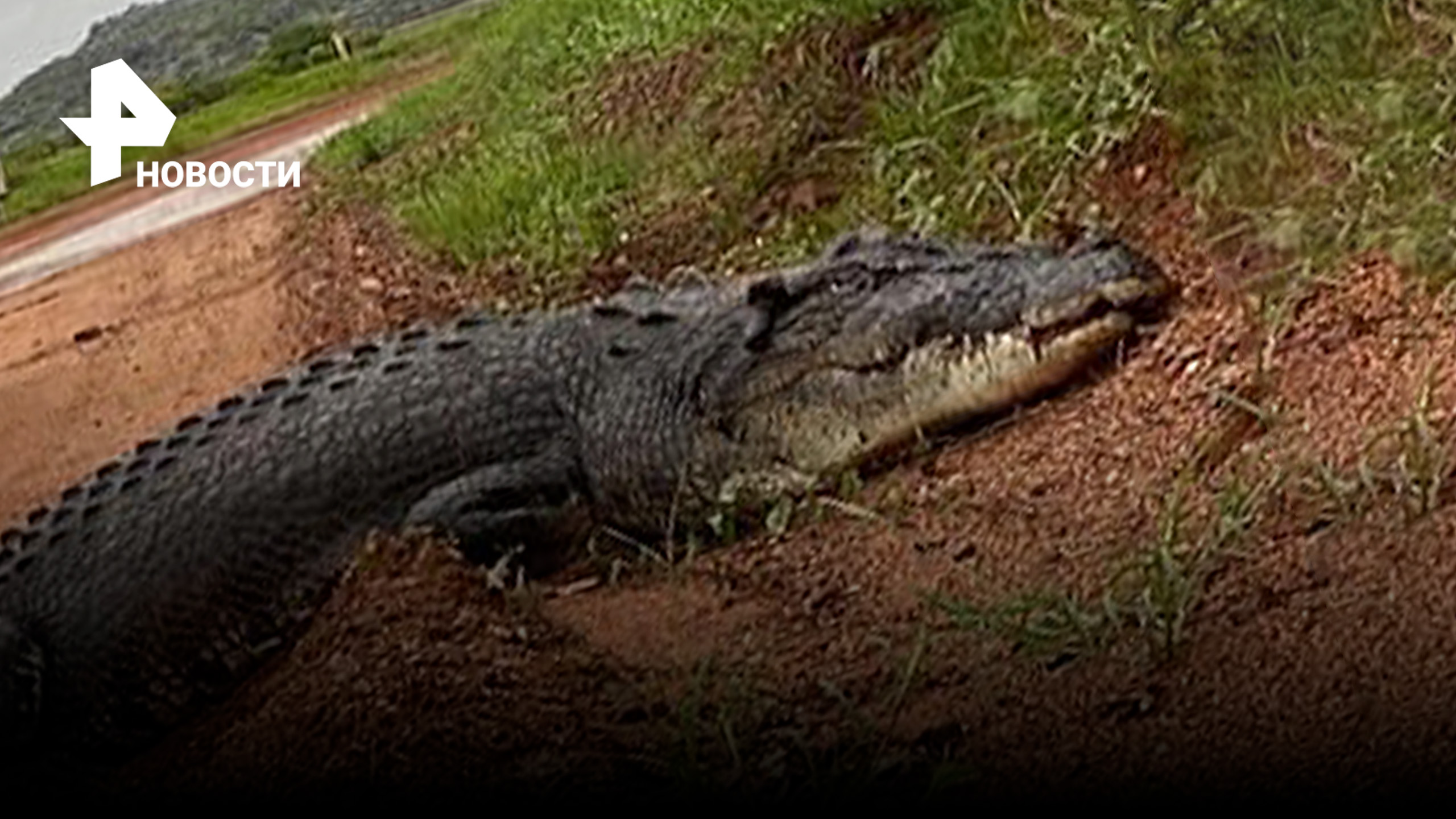 Крокодил набросился на туриста в Австралии: тот успел унести ноги / РЕН Новости