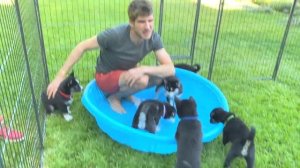 1 Month Old Puppies go Swimming for the First Time!