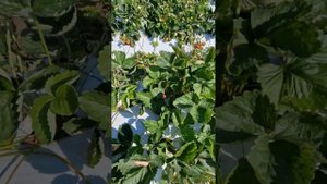 Обзор клубники, сорт Эдвина, посадка июнь, мини трэй