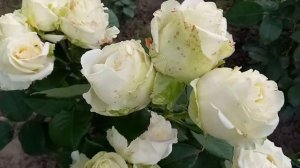Розы: Корвет,Поло,Белла Вита