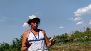 Выращивание арбузов на Урале в теплице