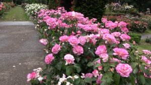 Поездка в Парк Роз Июнь 2021