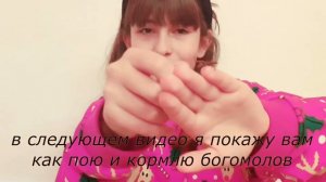 Богомол- призрак (Phyllocrania paradoxa) Как содержать богомола