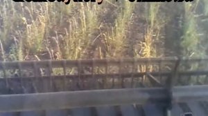 Комбайнёры на семке (2012) Massey Ferguson 36 - комбаин