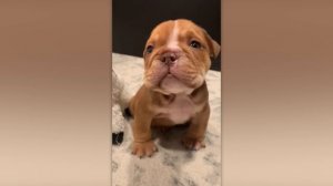 ДО И ПОСЛЕ ВЗРОСЛЕНИЯ. НЕВЕРОЯТНЫЕ ТРАНСФОРМАЦИИ ЖИВОТНЫХ