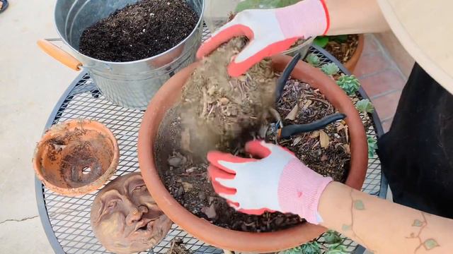 Topsy-turvy Succulent or Cubic Frost? Let’s repot and discuss the differences. смотреть онлайн