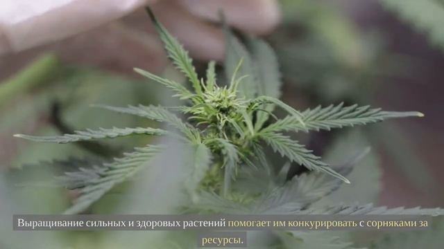 Борьба с сорняками и вредителями сада. Пошаговая инструкция и стратегия защиты сада.