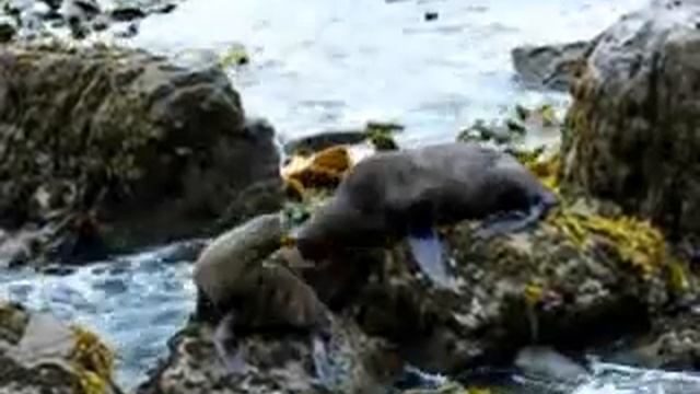 Леха и морской котик смотреть онлайн