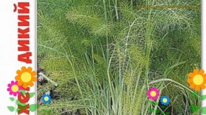 Фенхель дикий на зелень. Краткий обзор, описание характеристик, где купить foeniculum vulgare