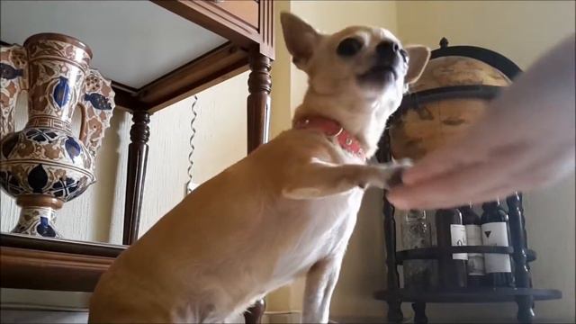 Duna y "la pata" смотреть онлайн