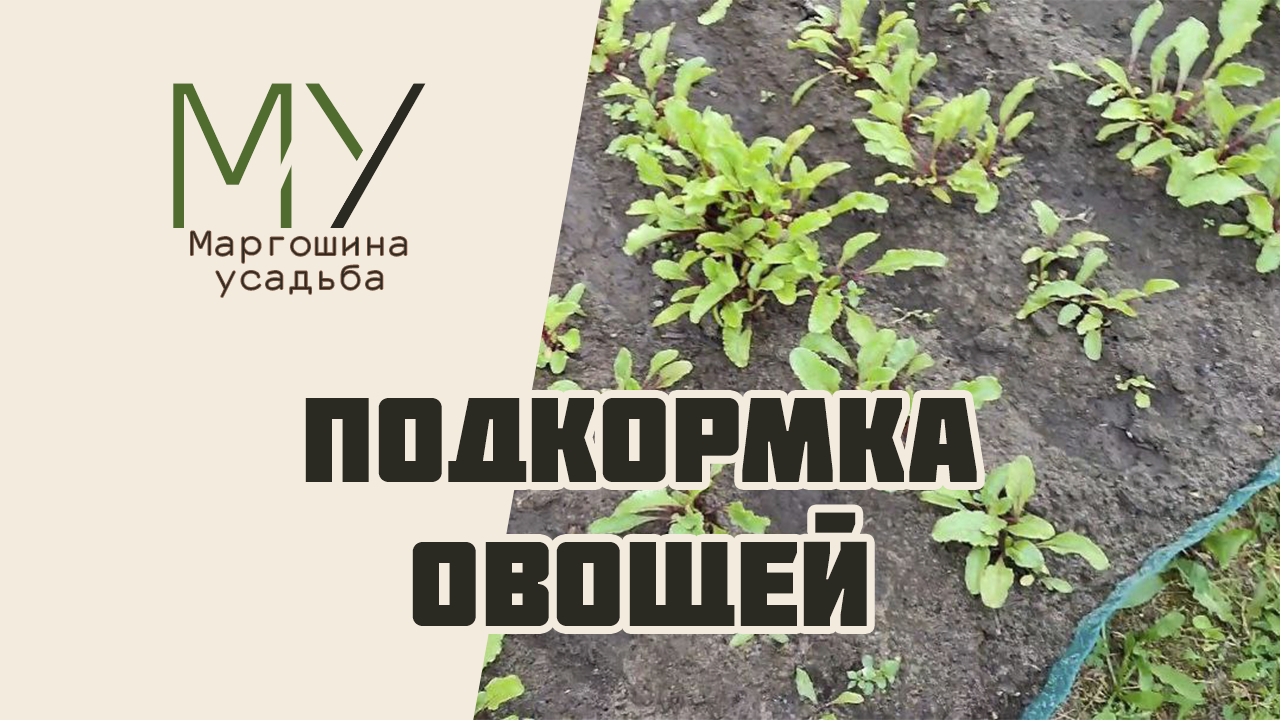 Подкормка овощей в открытом грунте