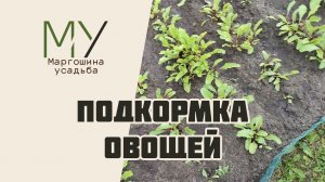 Подкормка овощей в открытом грунте