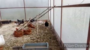Содержание кур в теплице.