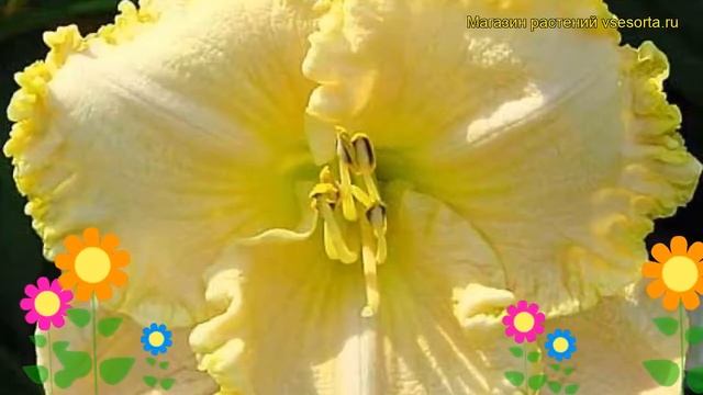 Лилейник гибридный Спейскост Скрамблед. Краткий обзор, описание hemerocallis Spacecoast Scrambled смотреть онлайн