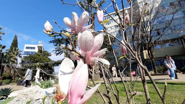 цветут магнолии смотреть онлайн