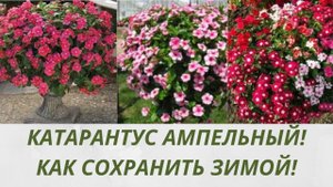 КАТАРАНТУС ПОДГОТОВКА К ЗИМОВКЕ! ПЕРЕСАДКА МАТОЧНОГО КУСТИКА. ОСЕННЕЕ ЧЕРЕНКОВАНИЕ ДЛЯ СОХРАНЕНИЯ.