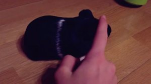 МОРСКАЯ СВИНКА ЧИРИКАЕТ ИЛИ ВИЗЖИТ