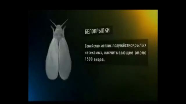 Что такое #Гидропоника? смотреть онлайн