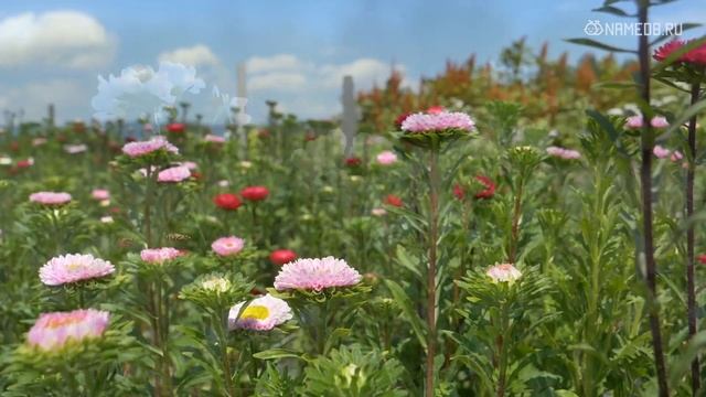 Концентрация внимания: улучшаем способность концентрироваться