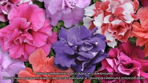 Описание сортов и особенности выращивания махровой петунии