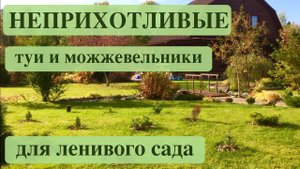 ХВОЙНЫЕ РАСТЕНИЯ ДЛЯ ЛЕНИВОГО САДА. Дачный креатив.