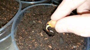 Иранская фисташка Фандоги. 5 день | Small Gardens